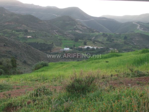 wifaq_0031