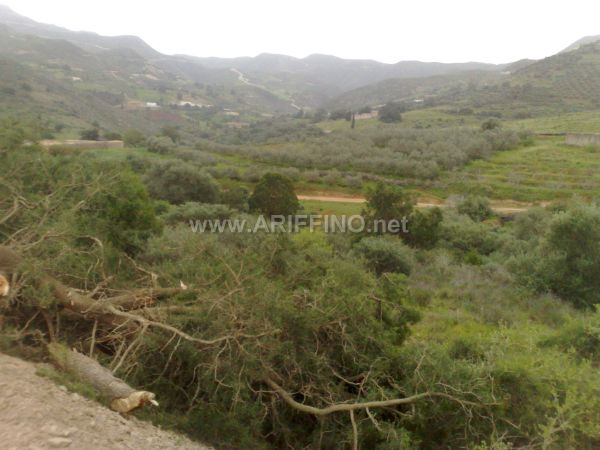 wifaq_0032