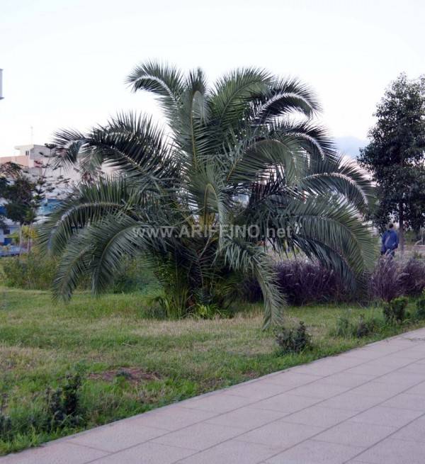 nador_0055-600x655