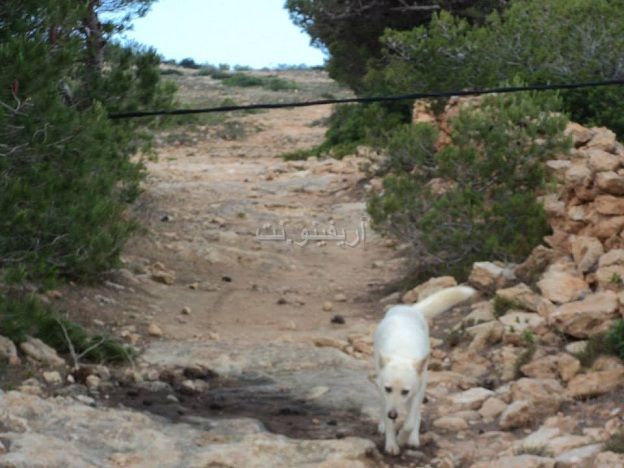 bnichiker_0001
