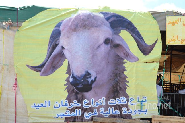 marjan_0003