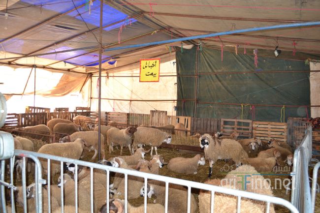 marjan_0007