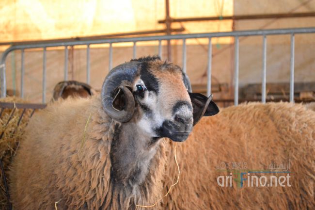 marjan_0018