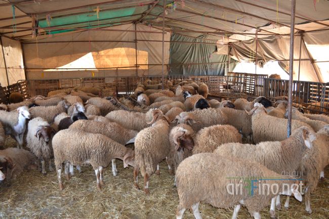 marjan_0020