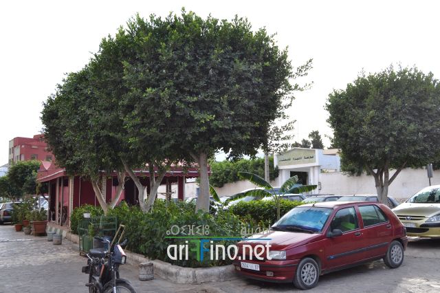nador0184