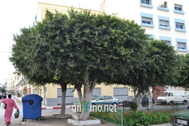 nador0186