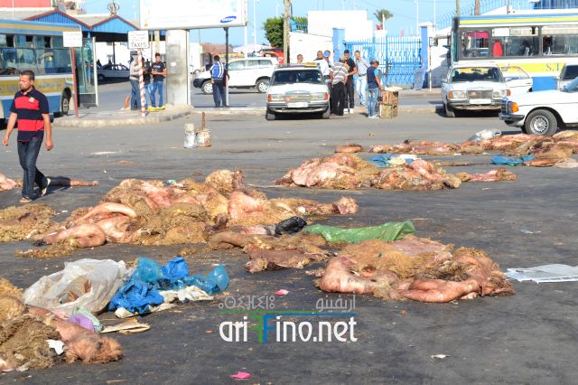 nifayat_0021