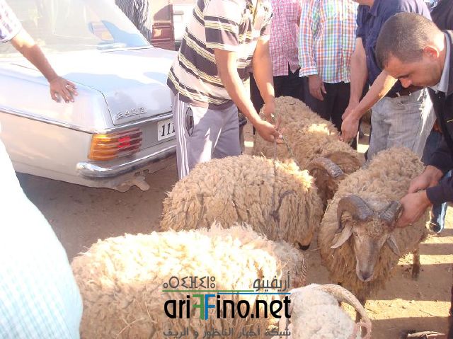 qarya_0007