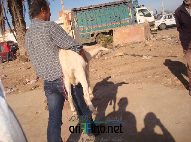 qarya_0012