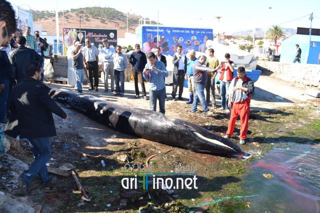 nador0105