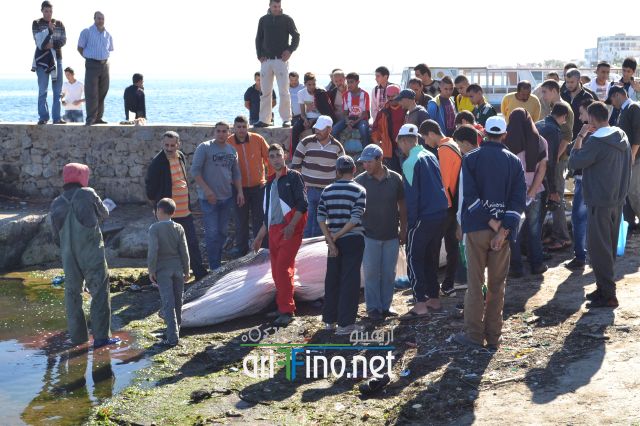nador0111