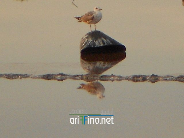 IF