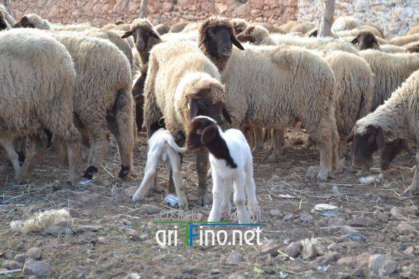 nador0537