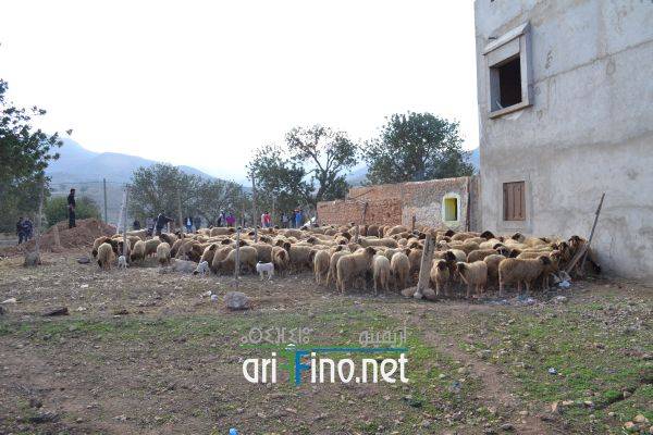 nador0538