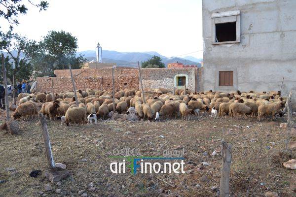 nador0539