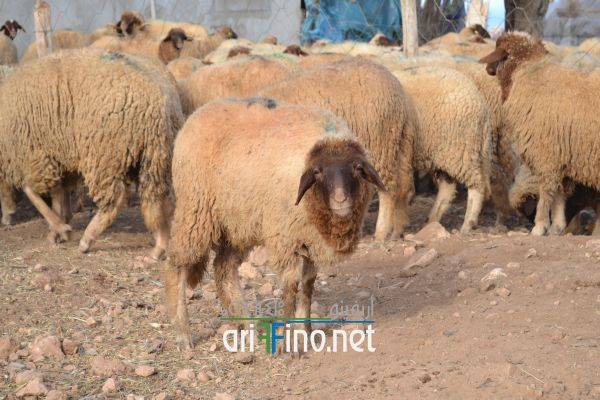 nador0543