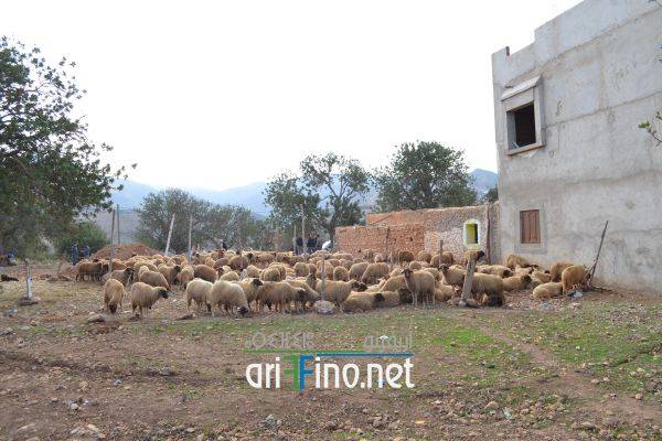 nador0553