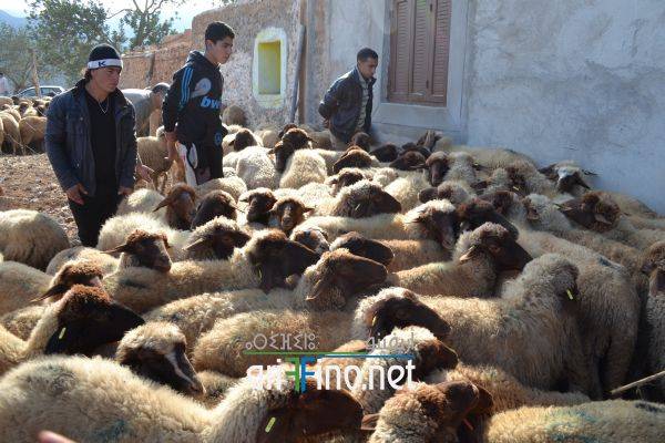 nador0585