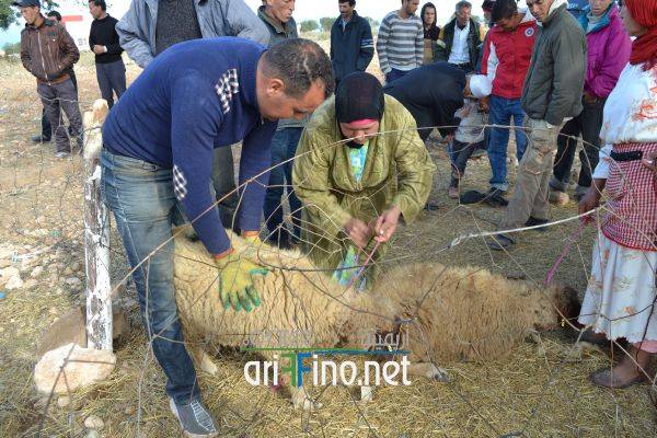 nador0593