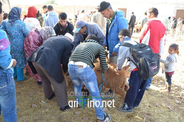 nador0603