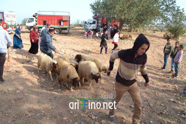 nador0631
