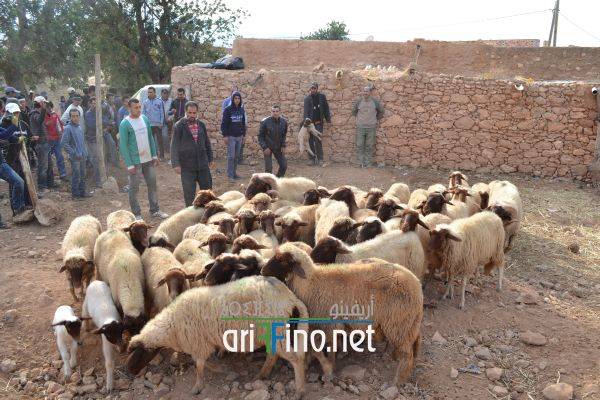 nador0655