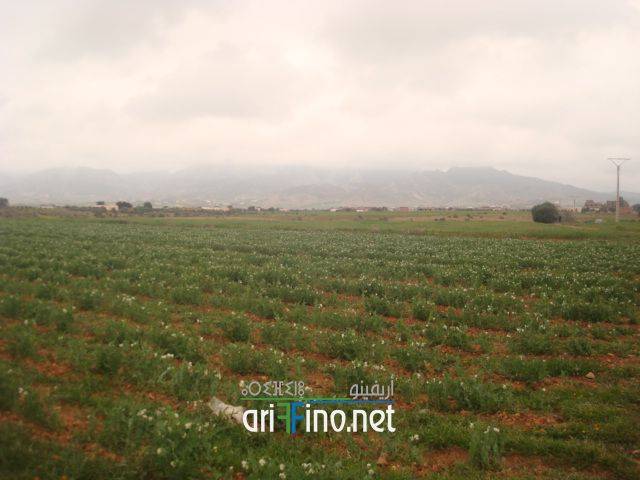 IF
