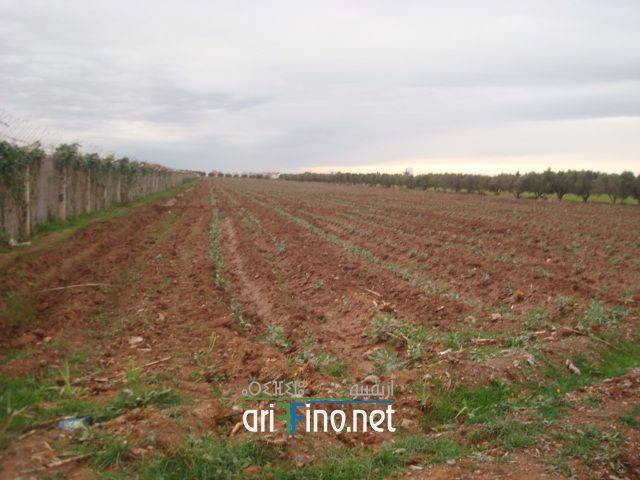 IF