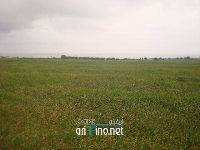 IF