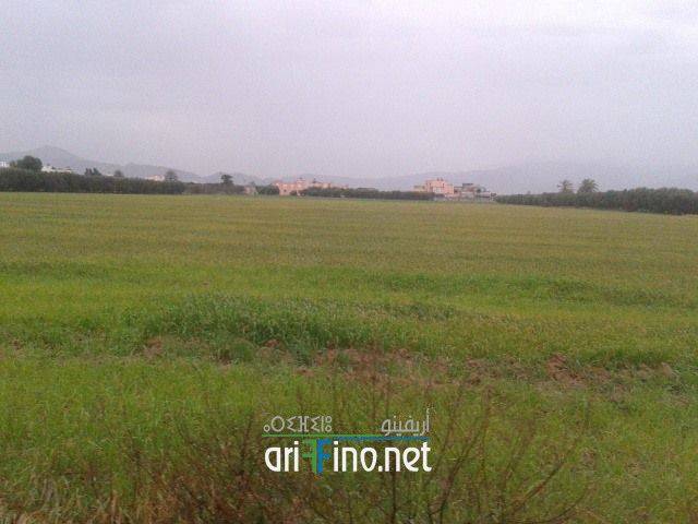 nador0136