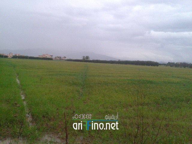 nador0137