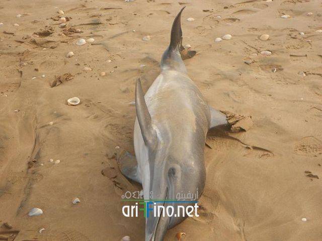 IF