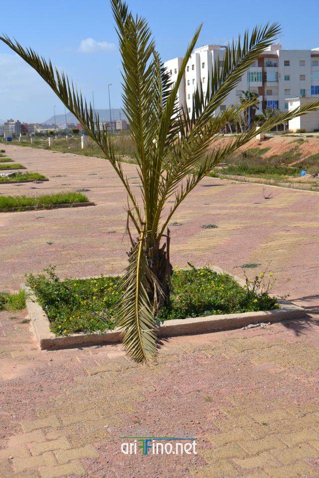nador0217