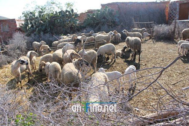 nador0287
