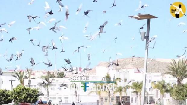 nador0791
