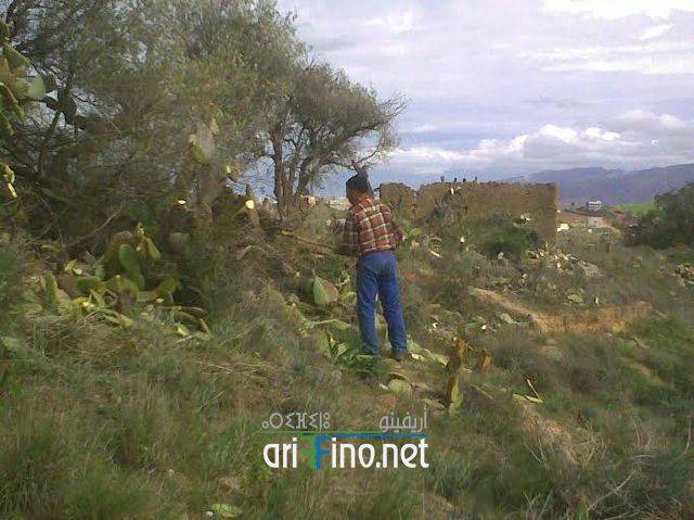 nador0981