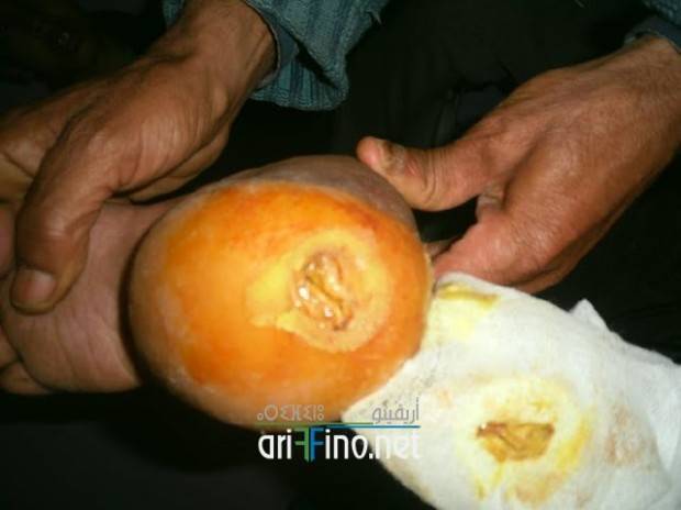 nador0682