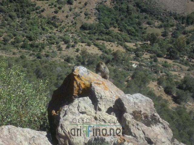 nador0659