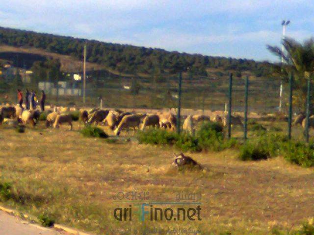 nador3285