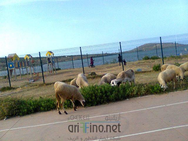 nador3287
