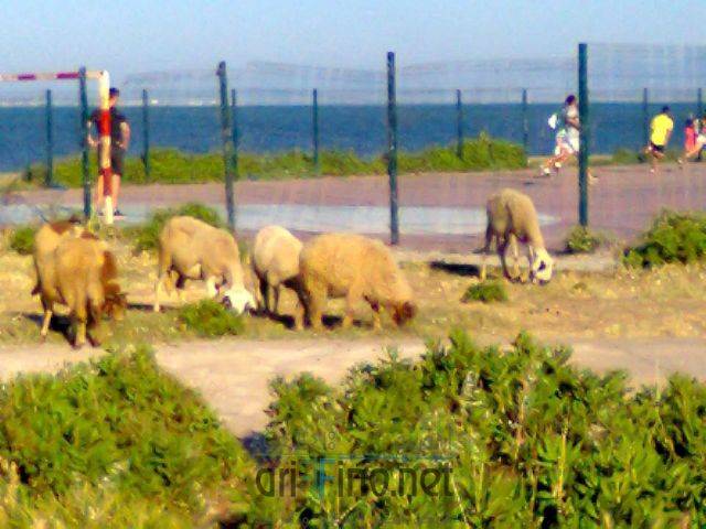 nador3290