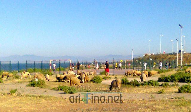 nador3291