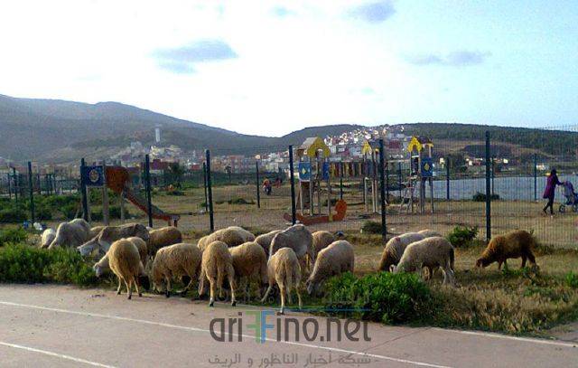 nador3292