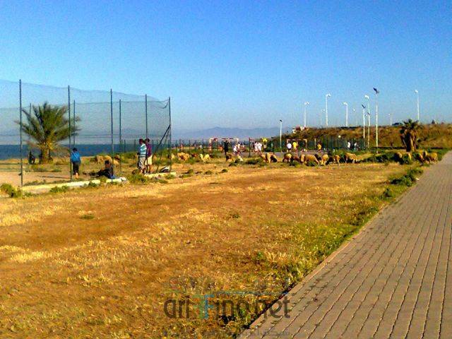 nador3293