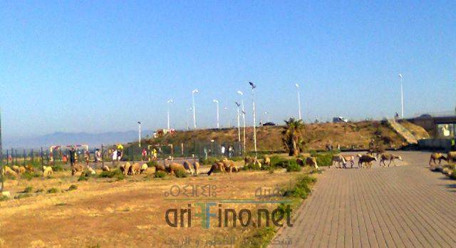 nador3294