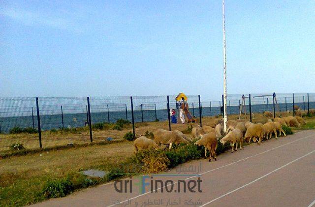 nador3295