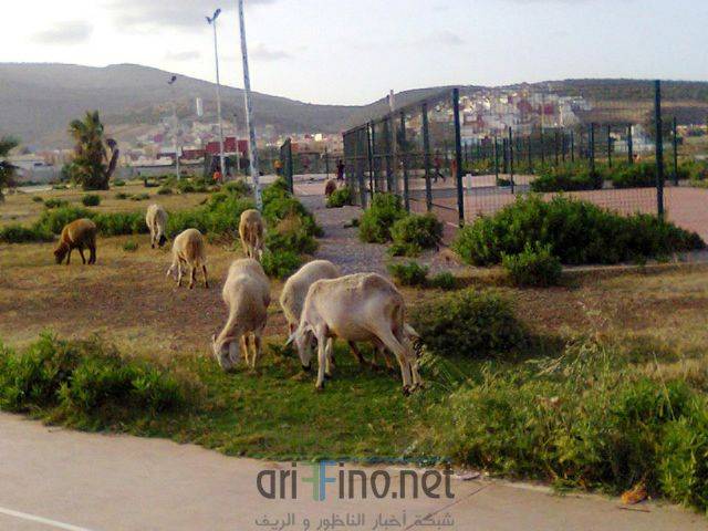 nador3296