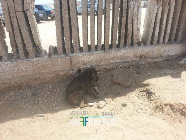 nador0456