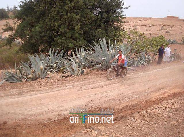 nador0678