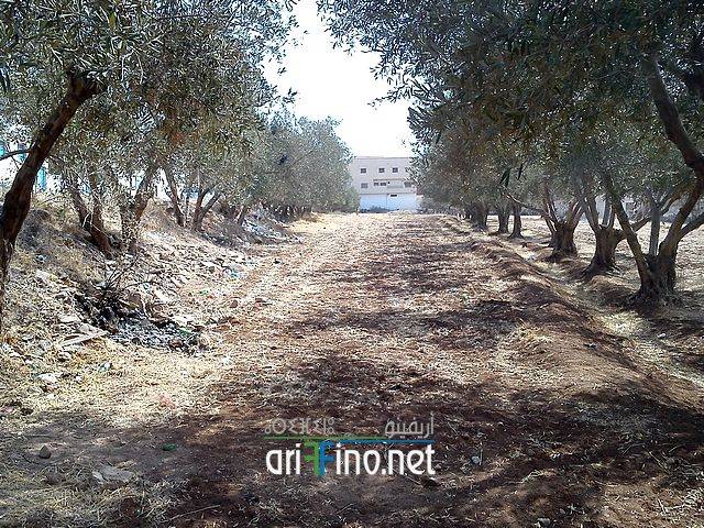 nador0786